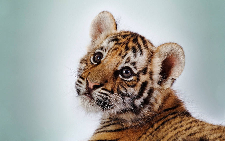 tiger cubs wallpaper. Cute white tiger cub Vector