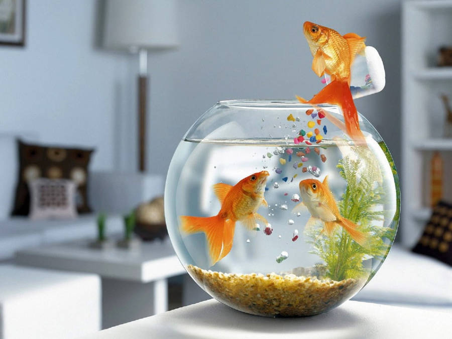 goldfish bowl and cat. Goldfish Bowl Vector