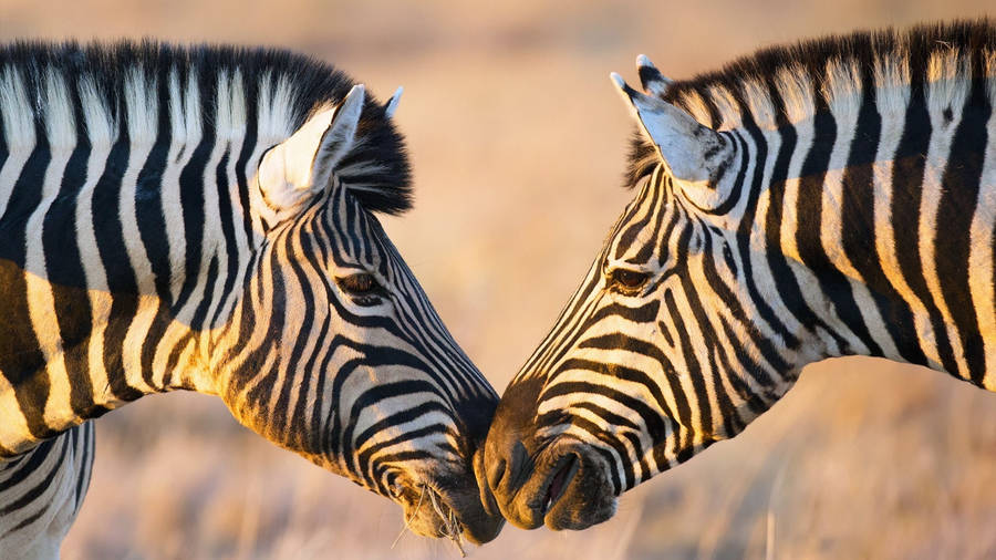 pictures of zebras cartoon. cartoon zebra face Vector