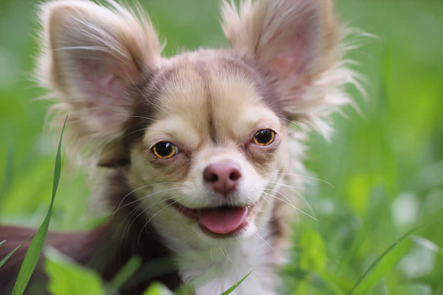 long hair chihuahua haircuts. long haired chihuahua pictures