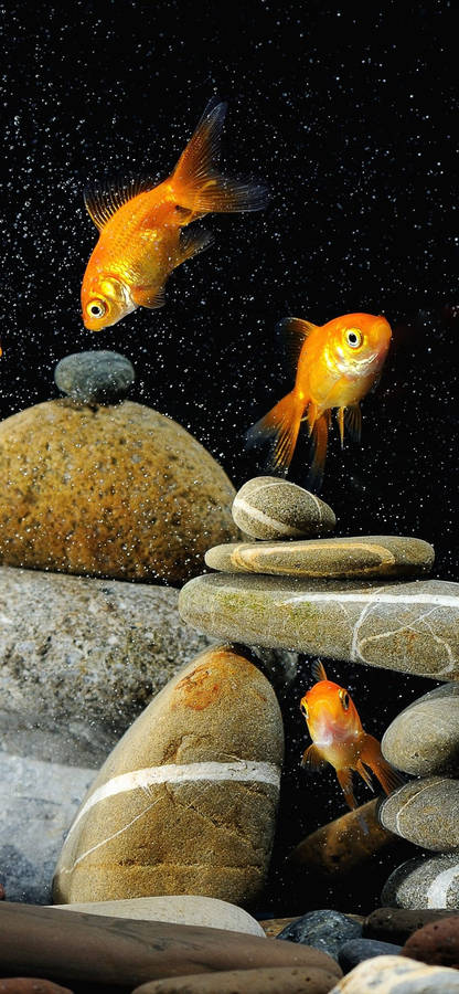 goldfish cartoon pictures. Goldfish cartoon Vector Illustration