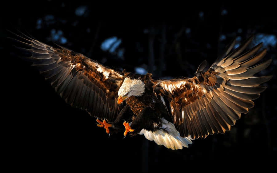free eagle basketball clipart - photo #7