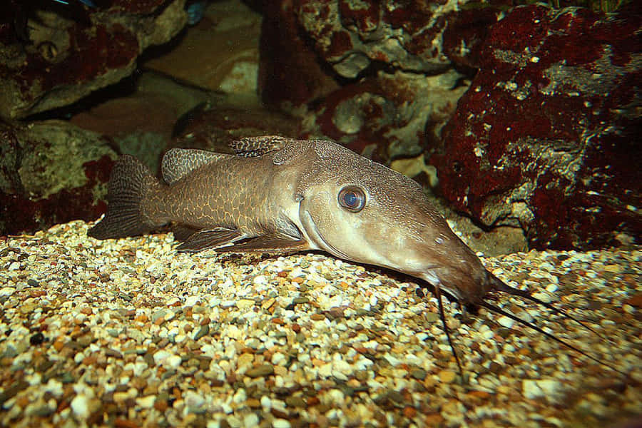 clipart catfish - photo #25